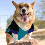 custom-teal-black-tail-hem-classic-style-dog-jersey-personalized-name-and-number-best-selling.webp